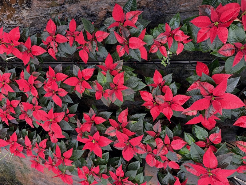 Poinsettia in bloom